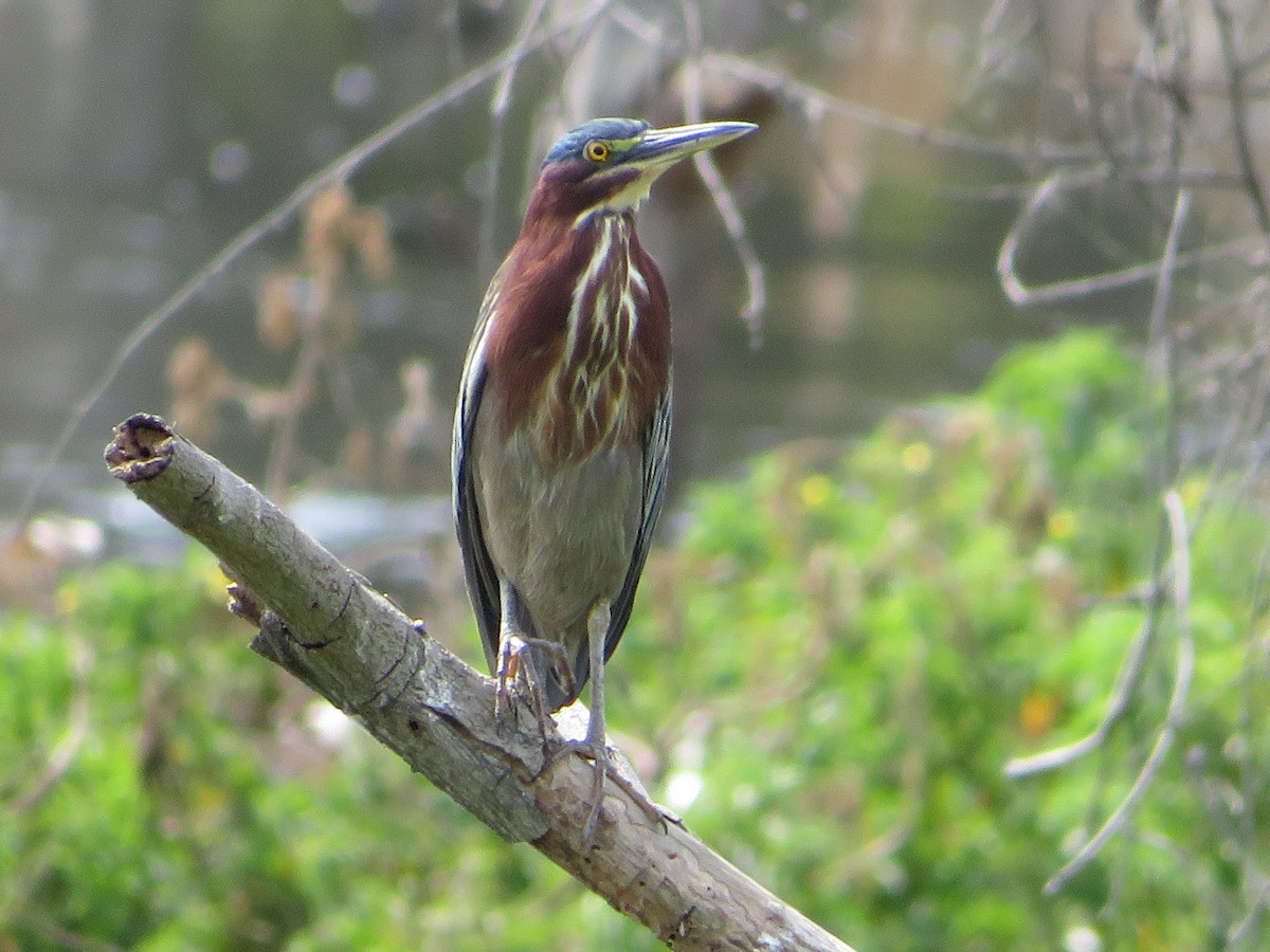 Green Heron - ML514343351