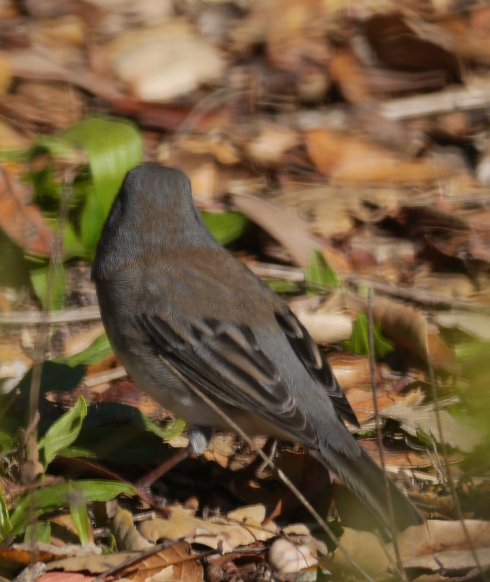 Юнко сірий (підвид hyemalis/carolinensis) - ML514343391