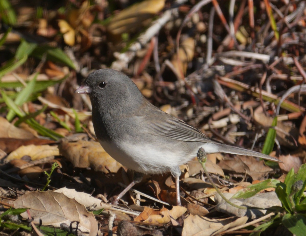 Junco ardoisé (hyemalis/carolinensis) - ML514343401