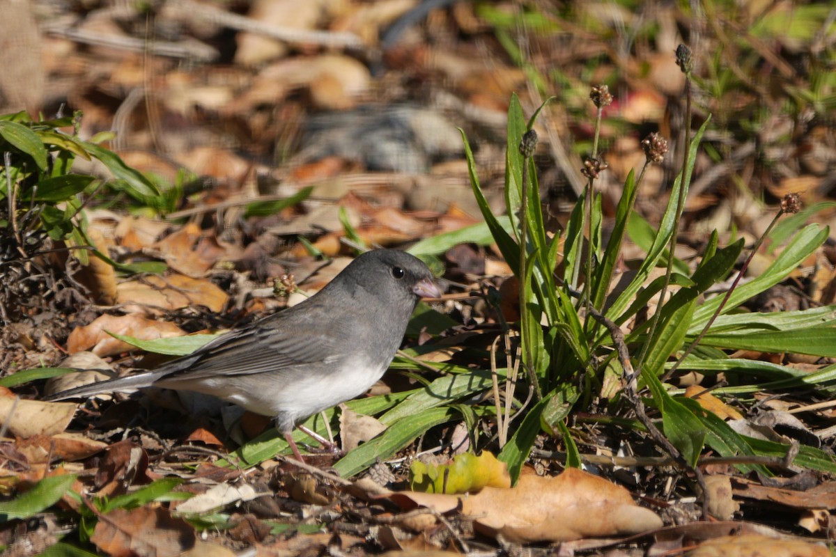 Юнко сірий (підвид hyemalis/carolinensis) - ML514343411