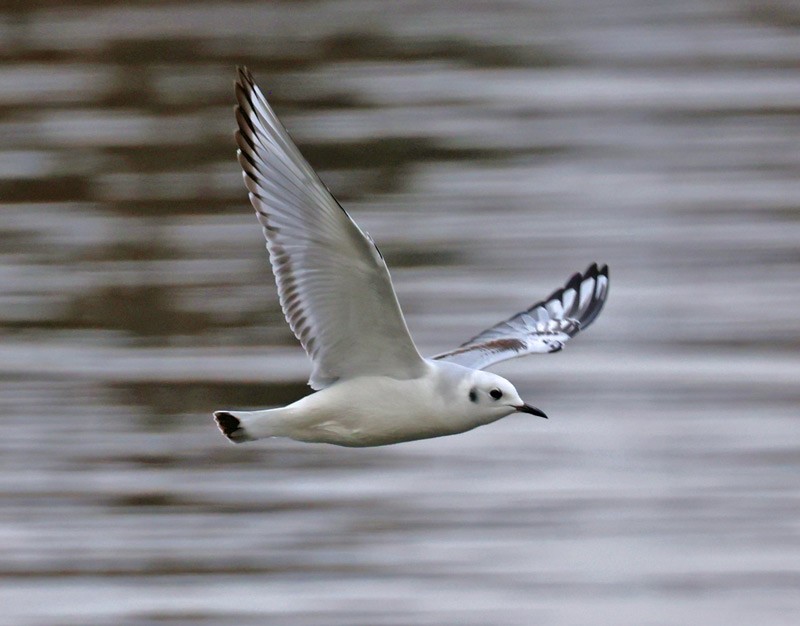 Gaviota de Bonaparte - ML514343801