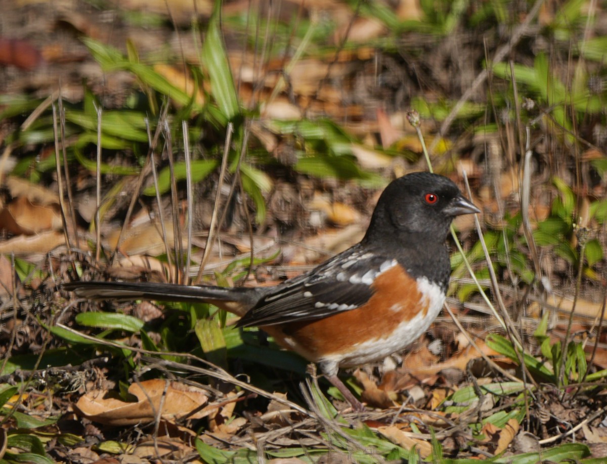 Spotted Towhee - Gordon Beebe