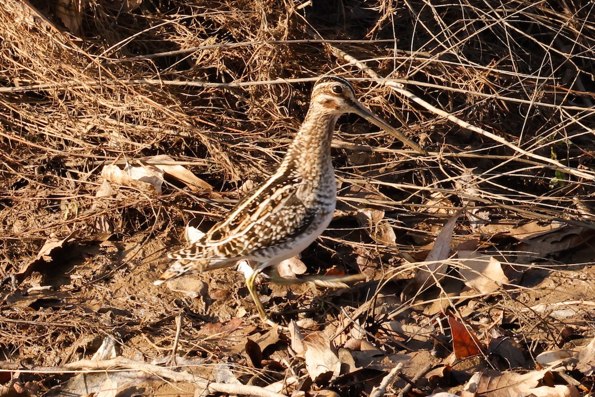 Wilson's Snipe - ML514343911