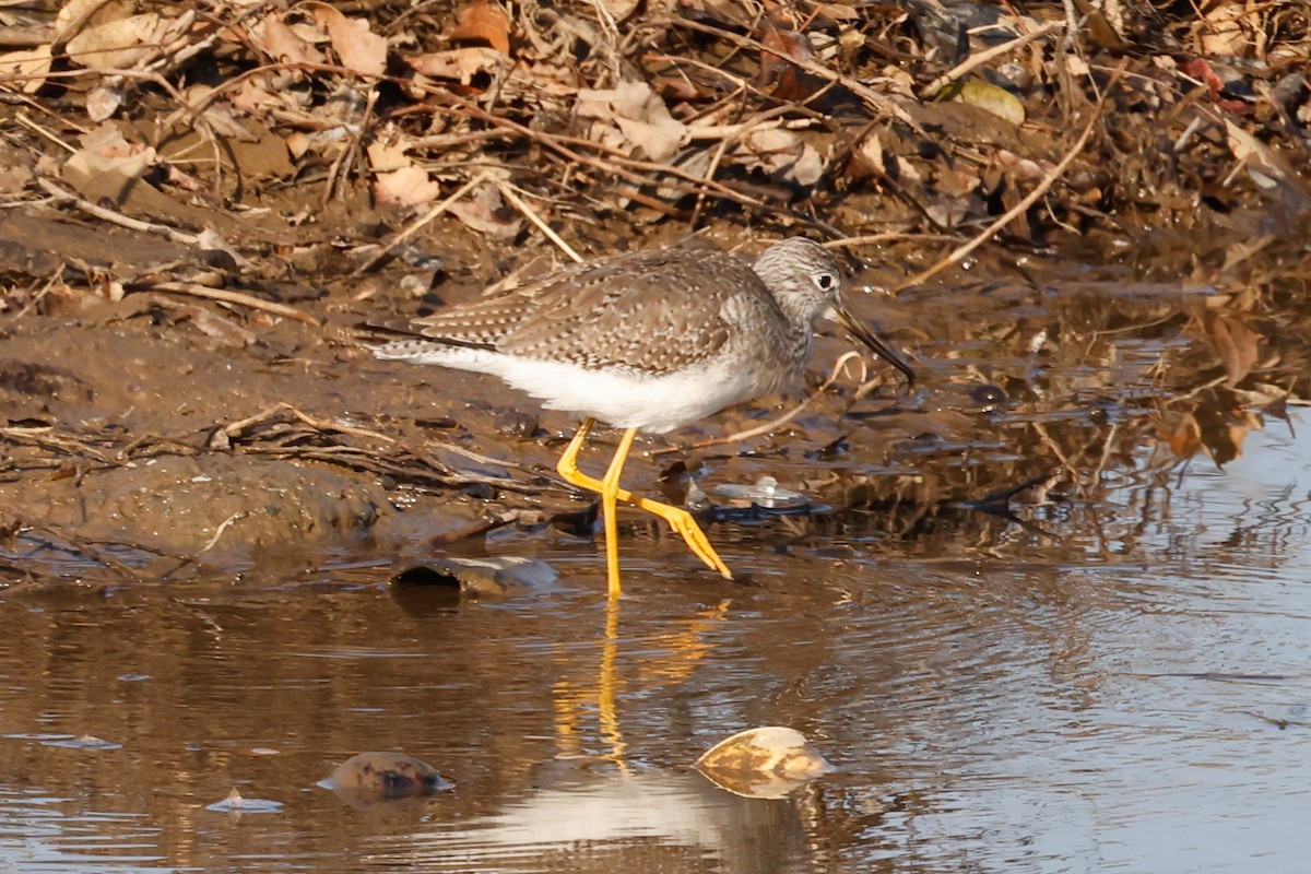 Greater Yellowlegs - ML514344321