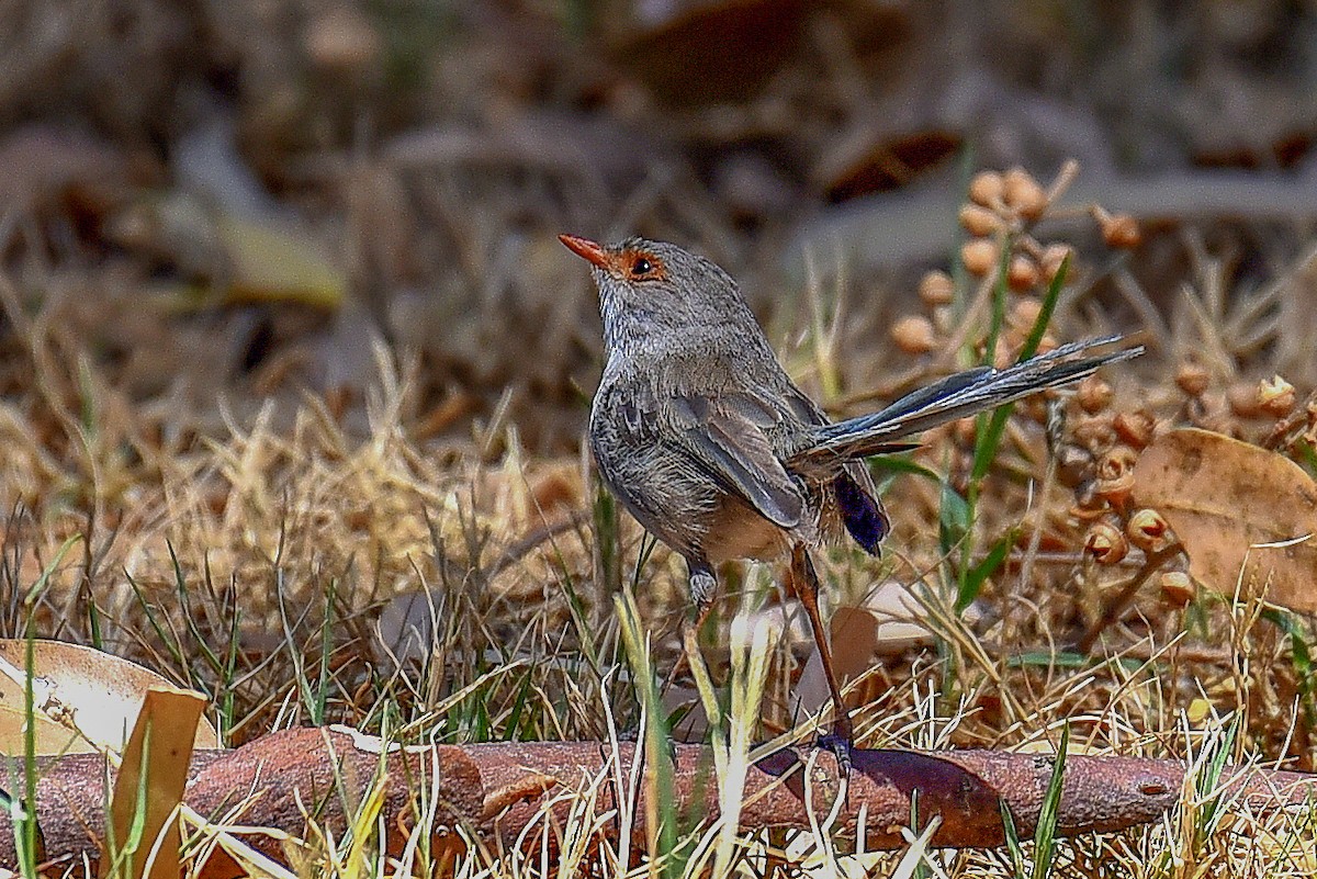 Splendid Fairywren - ML514344561