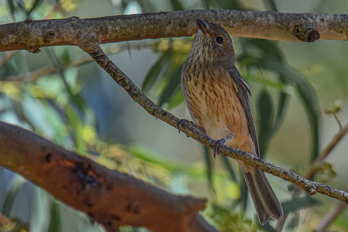 Rufous Whistler - ML514345461