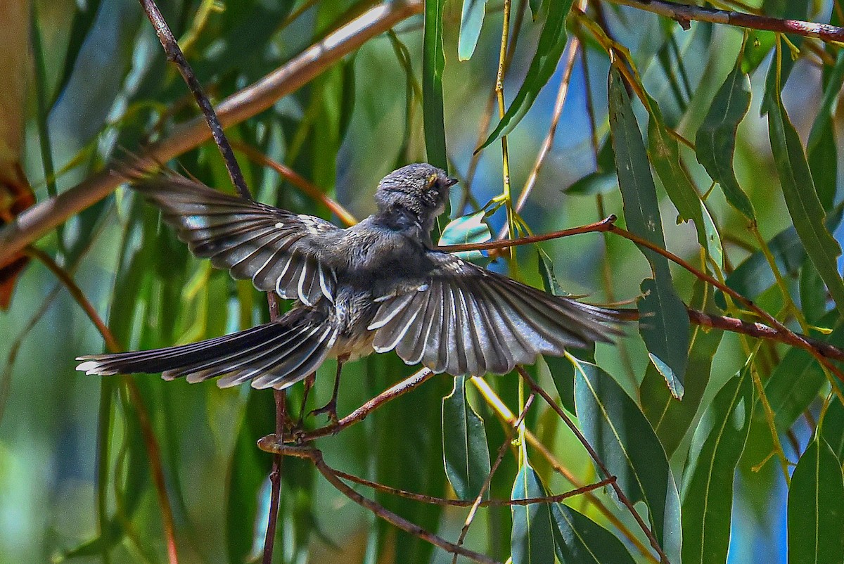 Gray Fantail (preissi) - ML514346001