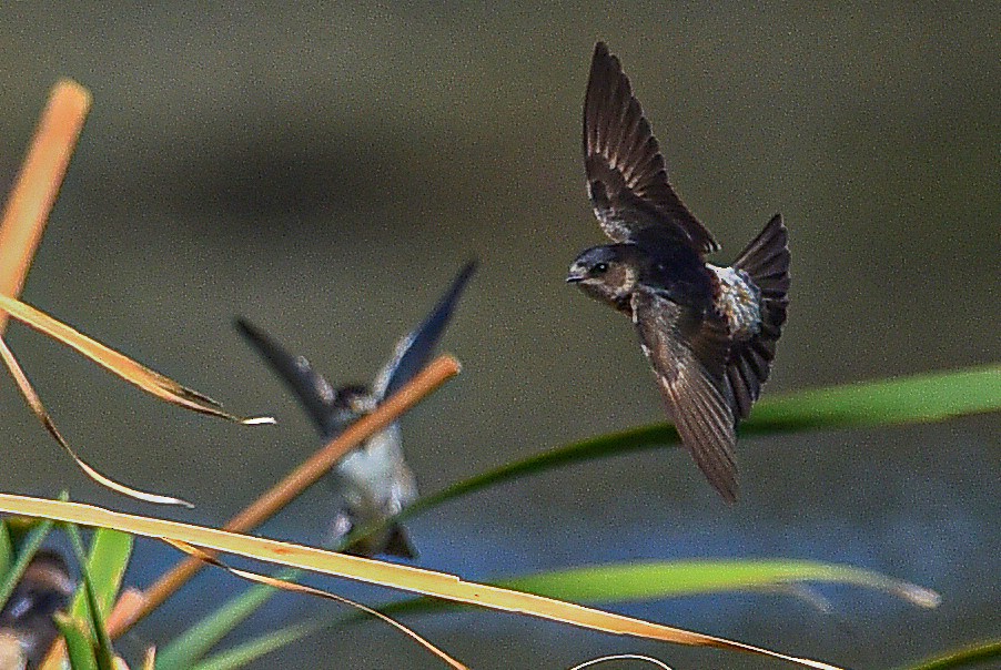 eukalyptussvale - ML514346711