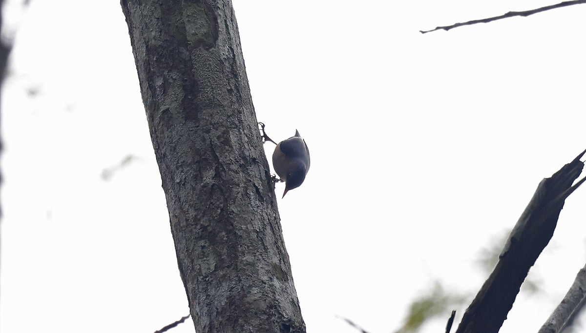 Velvet-fronted Nuthatch - ML514346961