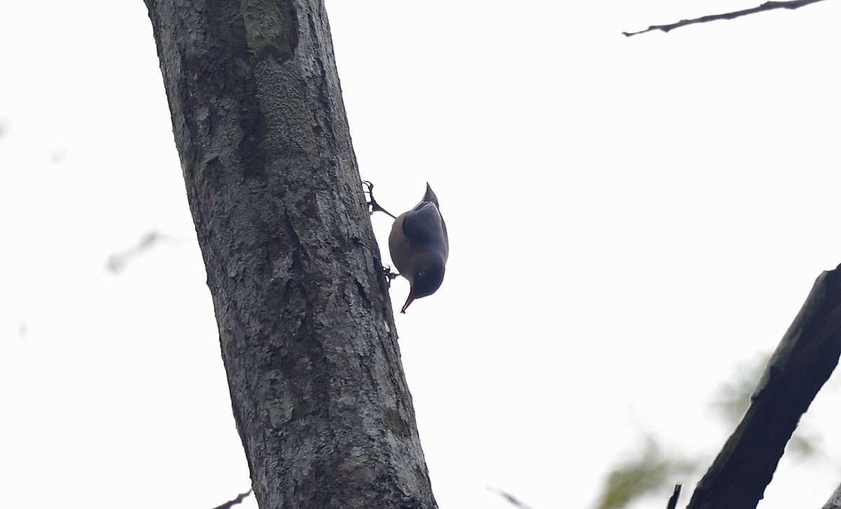 Velvet-fronted Nuthatch - ML514346991