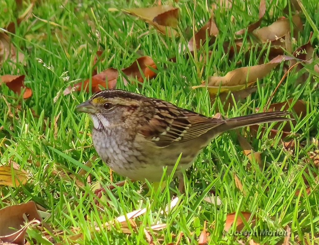 White-throated Sparrow - Joseph Morlan