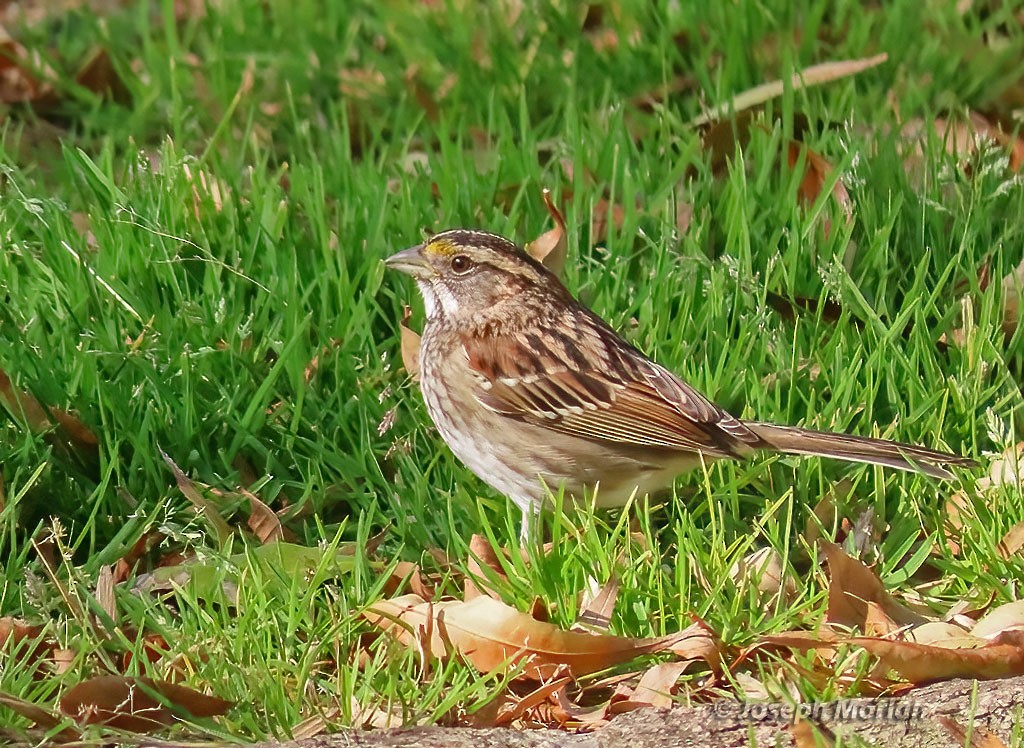 White-throated Sparrow - ML514349931