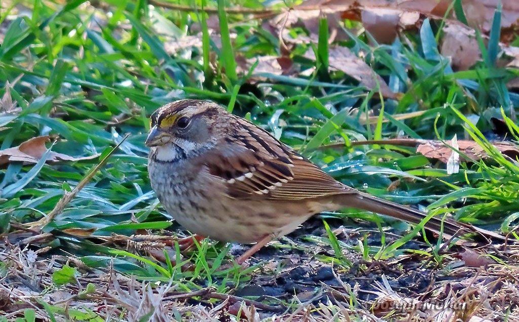 White-throated Sparrow - ML514349941