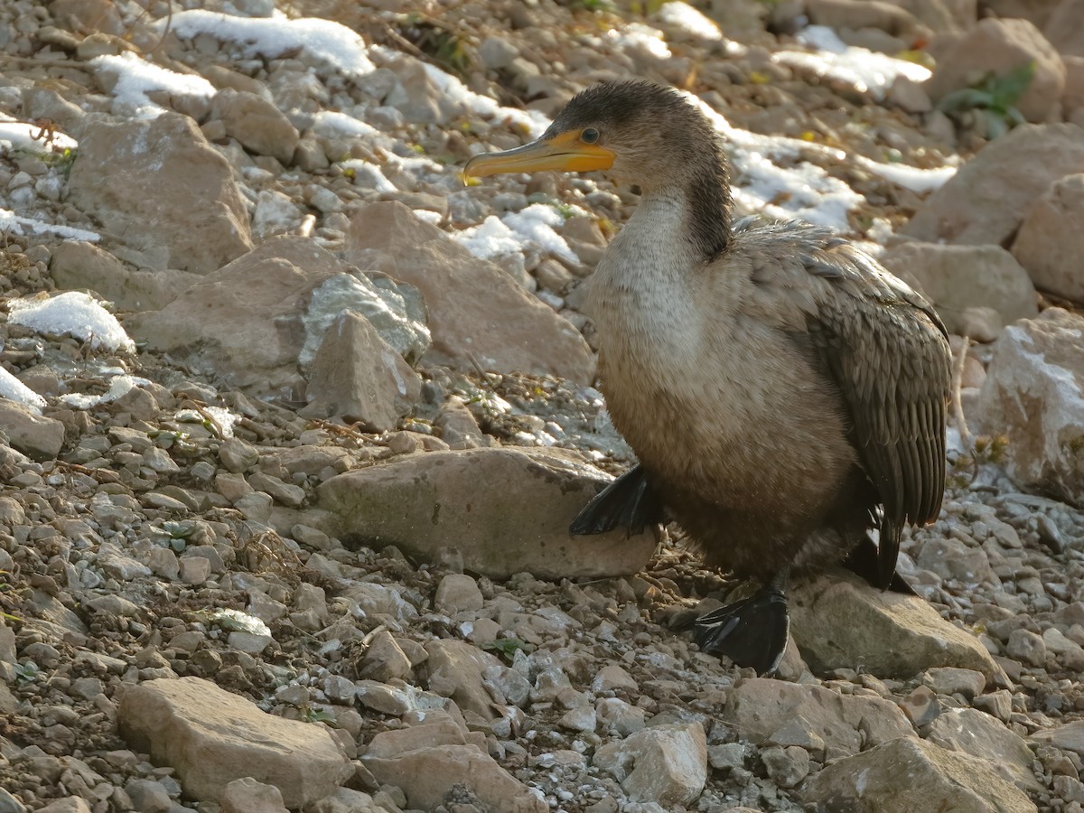 Double-crested Cormorant - Marcus Buck