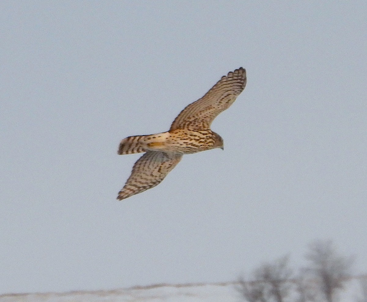 American Goshawk - ML514350471