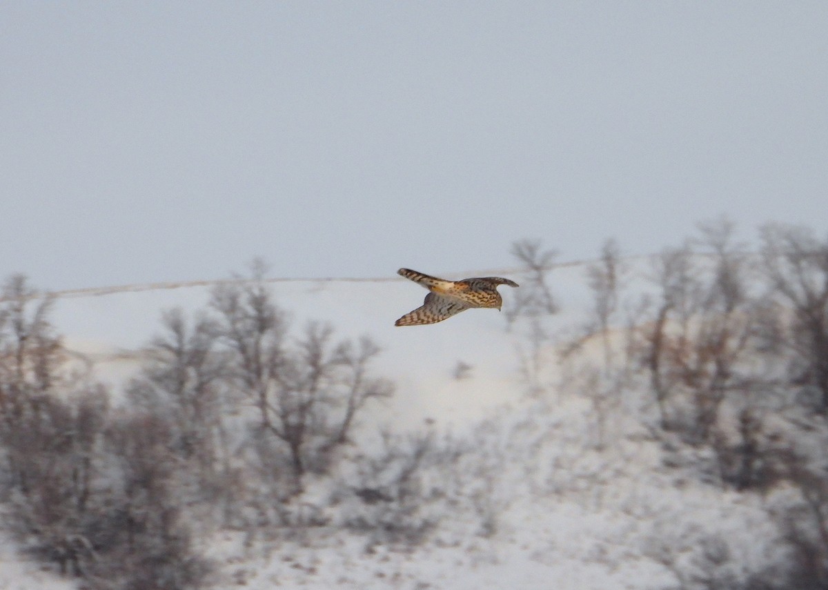 American Goshawk - ML514350481