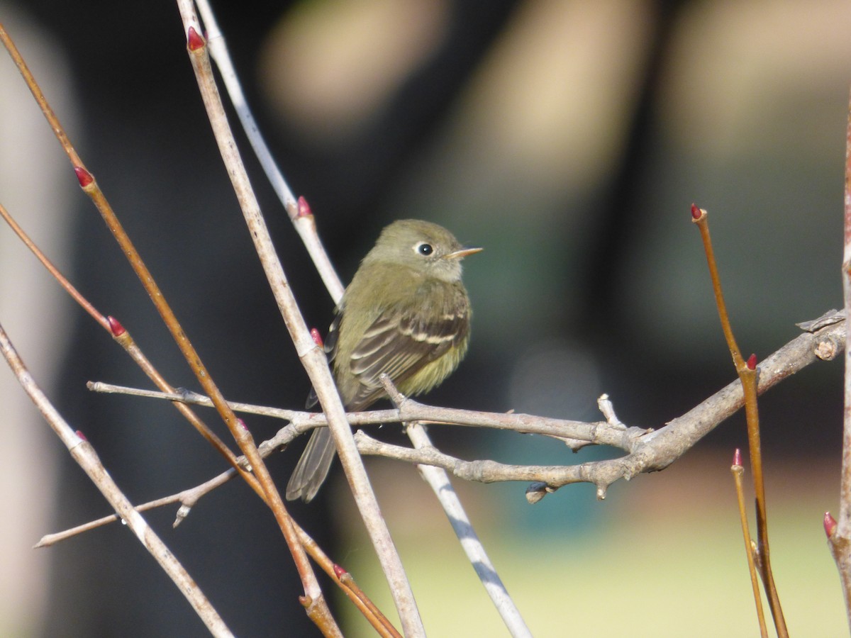 Hammond's Flycatcher - ML514350761