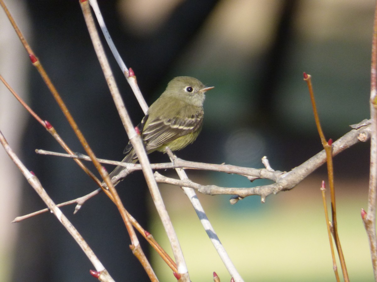 Hammond's Flycatcher - ML514350811