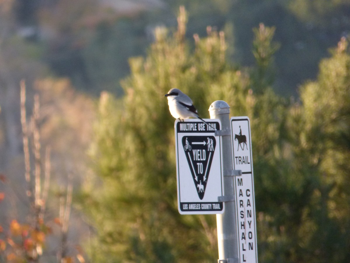 Loggerhead Shrike - ML514350851