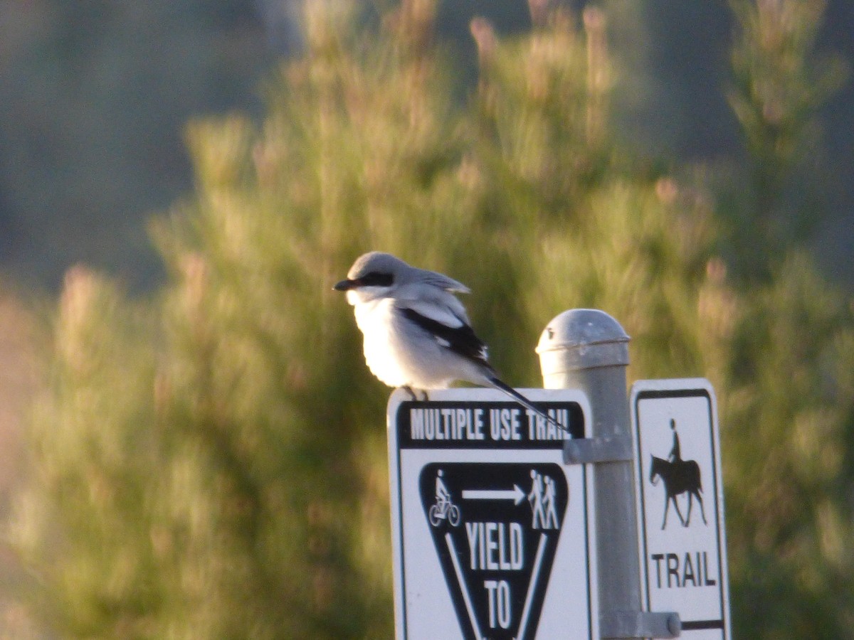 Loggerhead Shrike - ML514350901