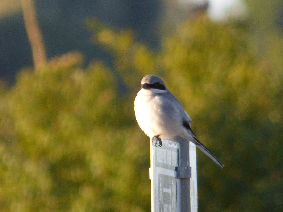 Loggerhead Shrike - Michael San Miguel