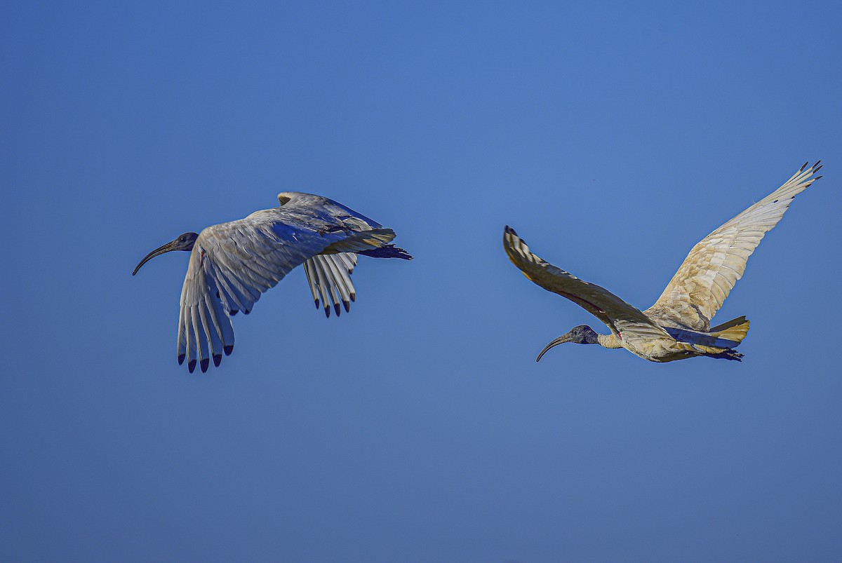 Australian Ibis - ML514354581