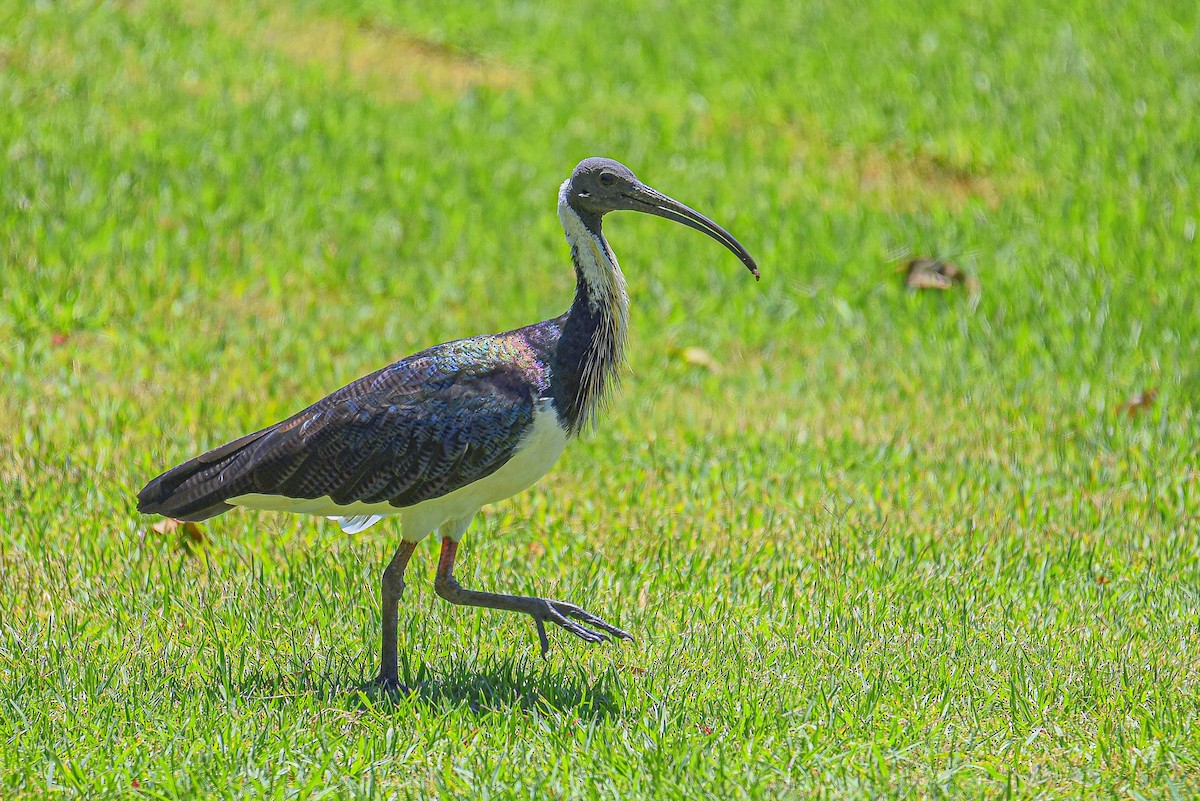 Straw-necked Ibis - ML514354641