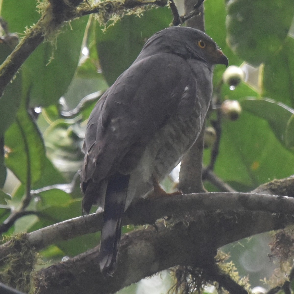 Roadside Hawk - ML514354651