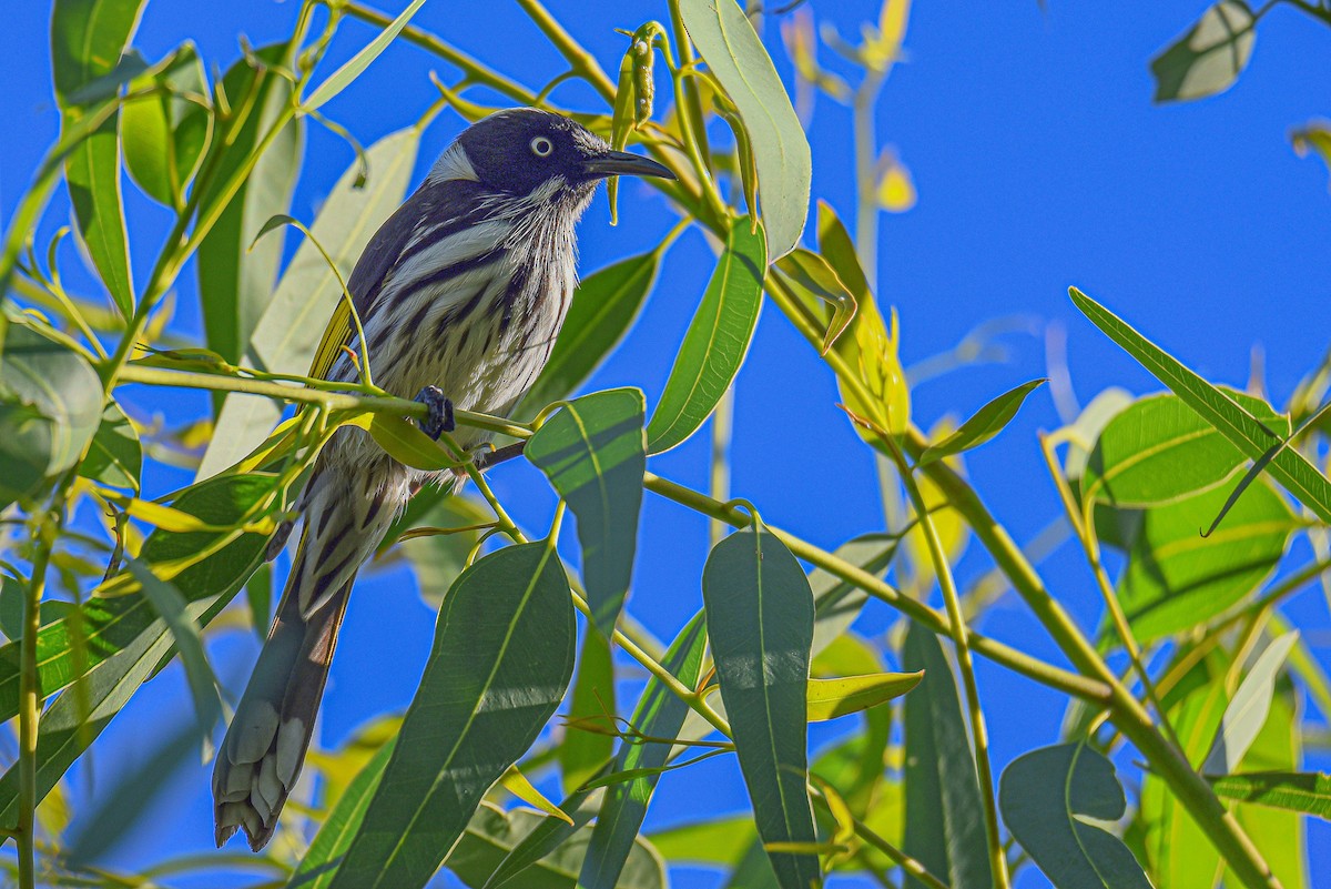 New Holland Honeyeater - ML514354731