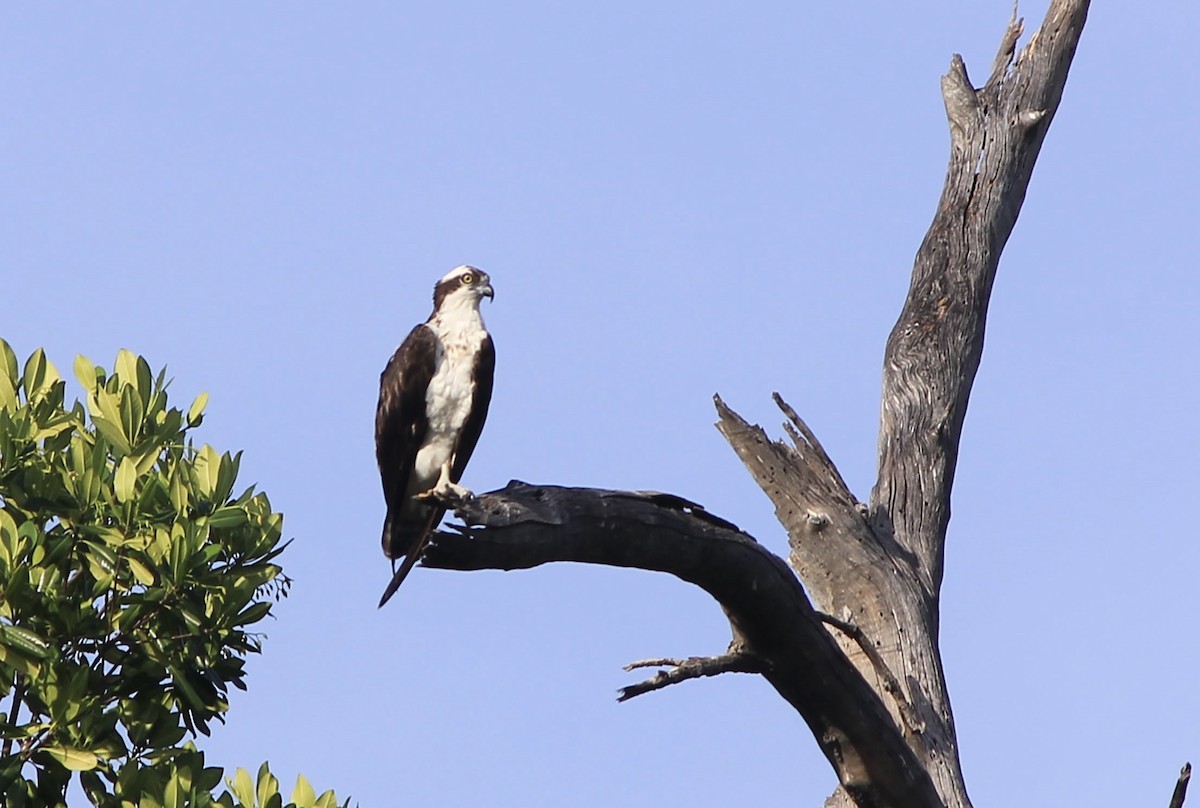 Osprey - Bernardo González