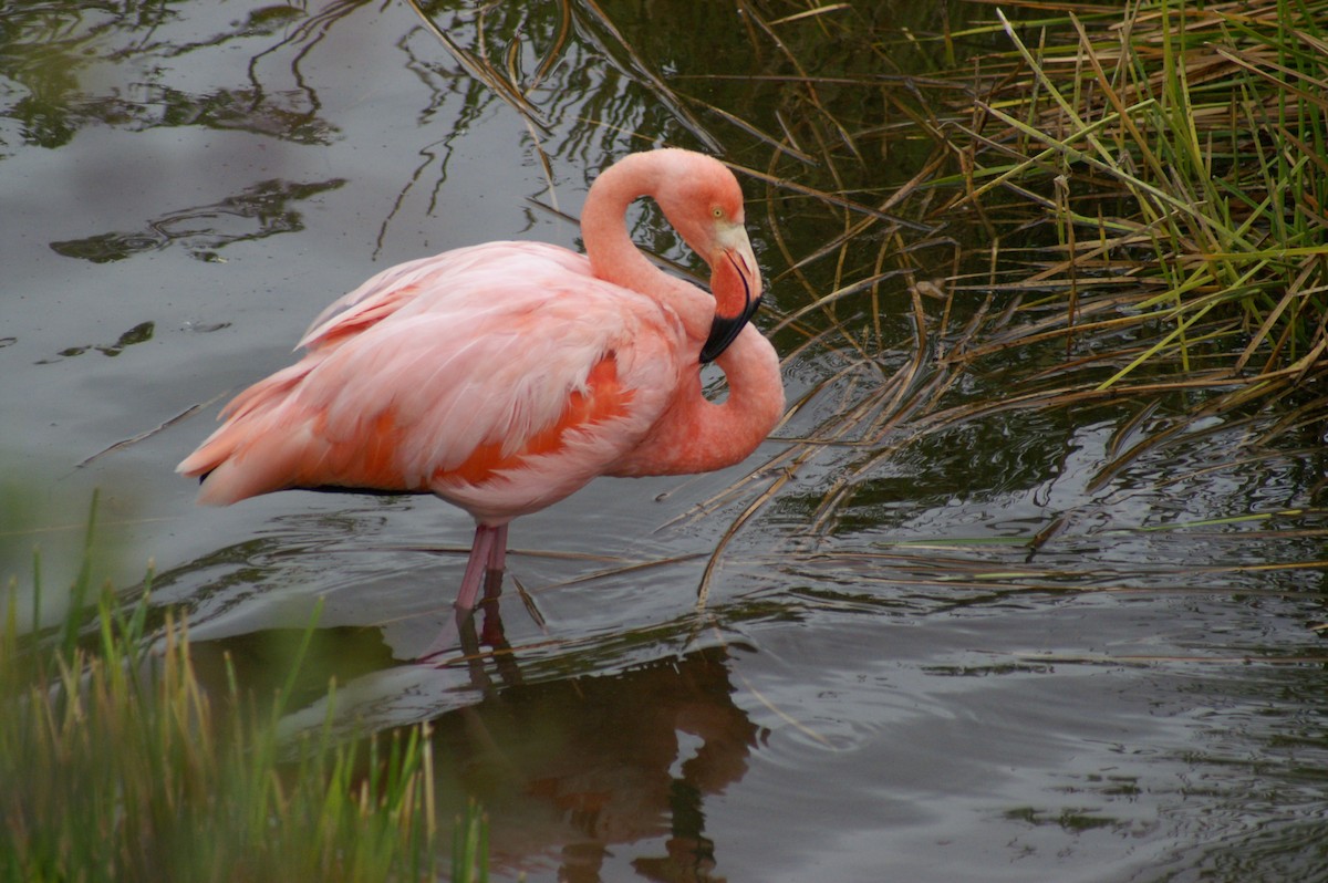 Amerika Flamingosu - ML514355151