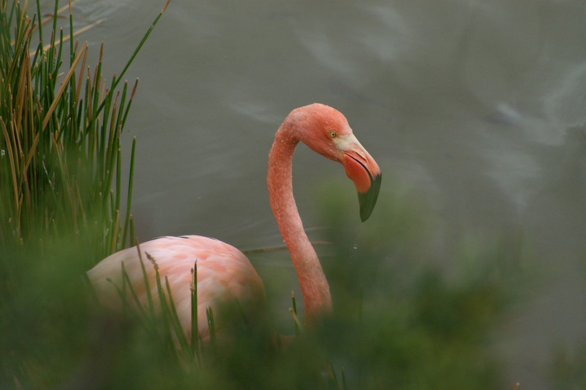 Flamant des Caraïbes - ML514355291