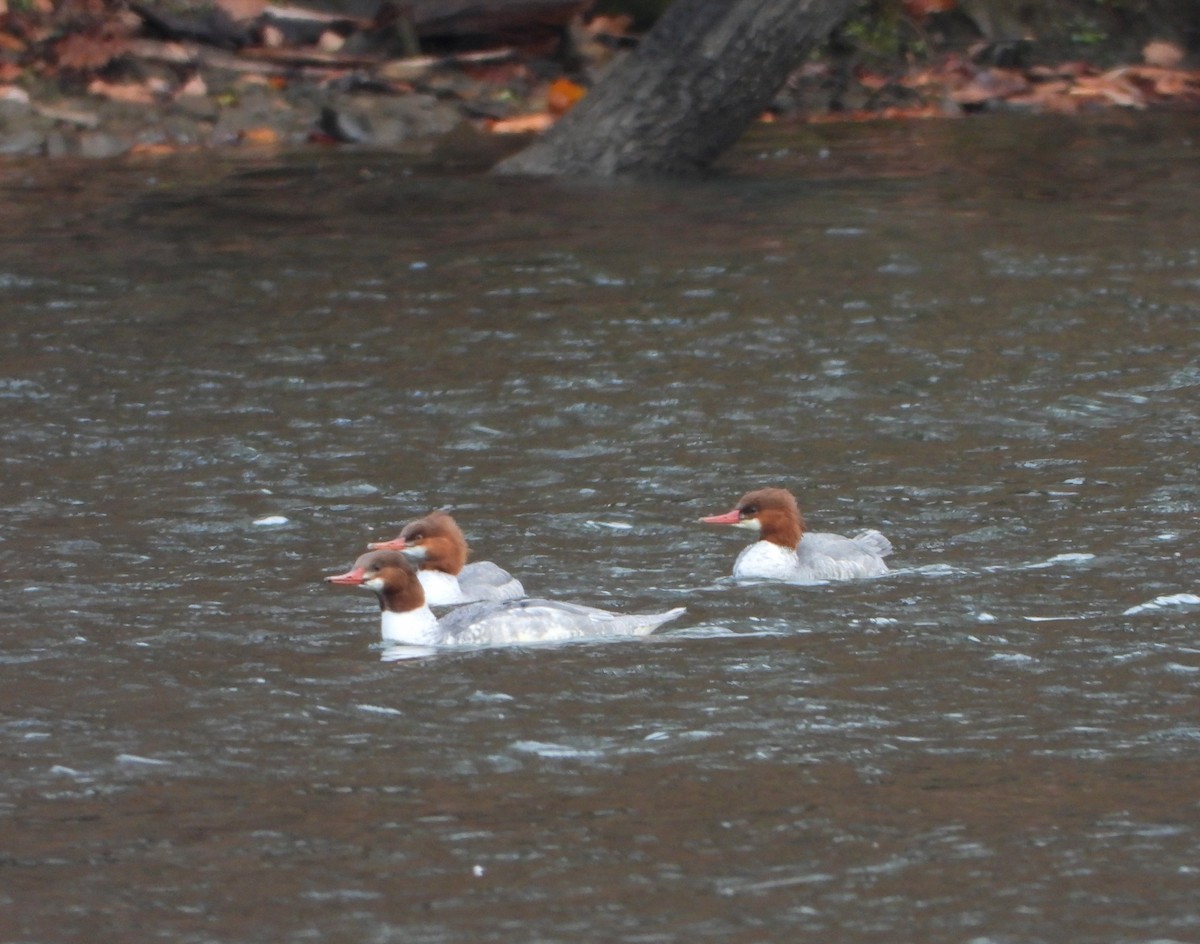 Common Merganser - ML514356601