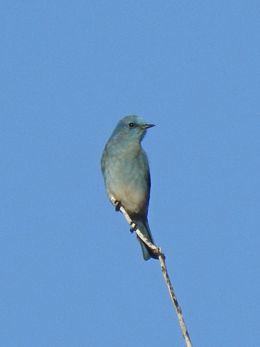 Mountain Bluebird - Doug Lithgow