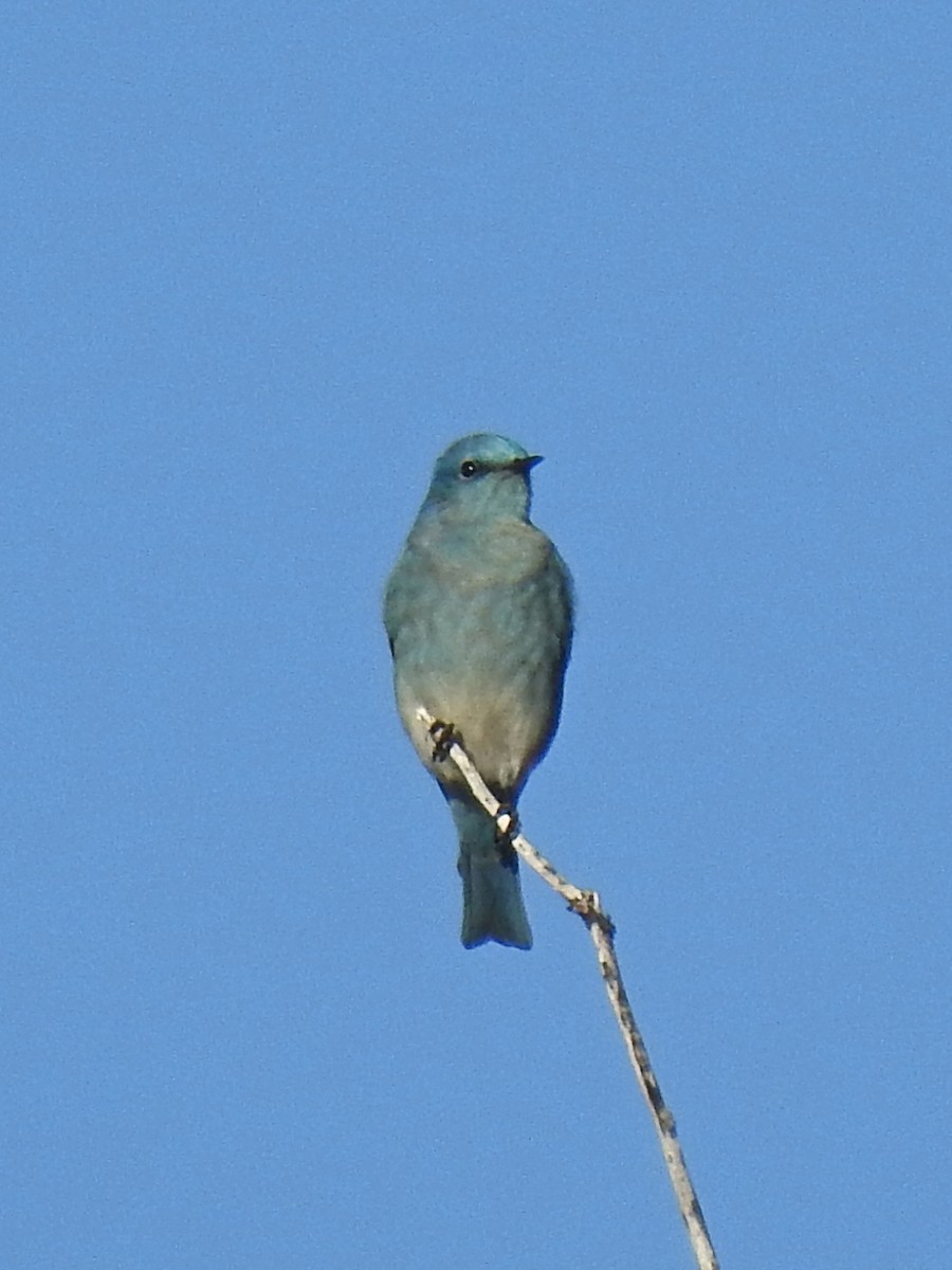 Mountain Bluebird - ML514356631