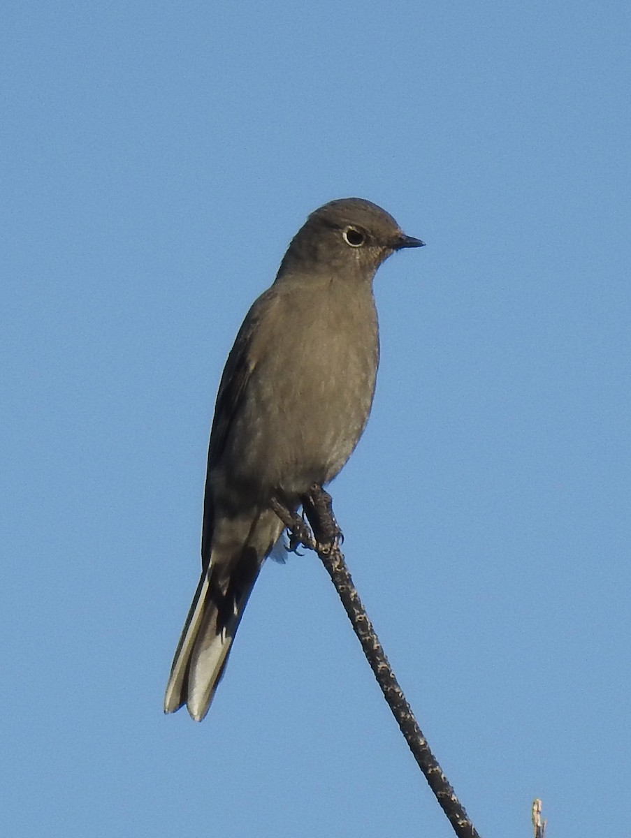 Townsend's Solitaire - Doug Lithgow