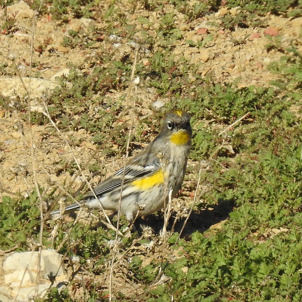 Yellow-rumped Warbler - ML514356921