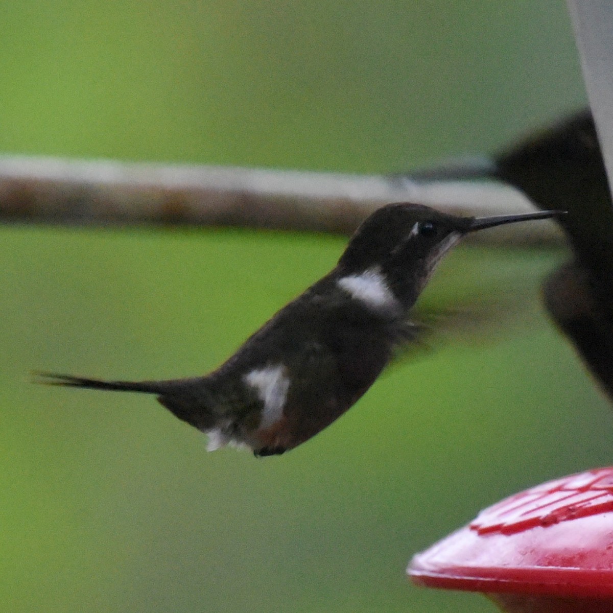 Purple-throated Woodstar - Manuel Morales