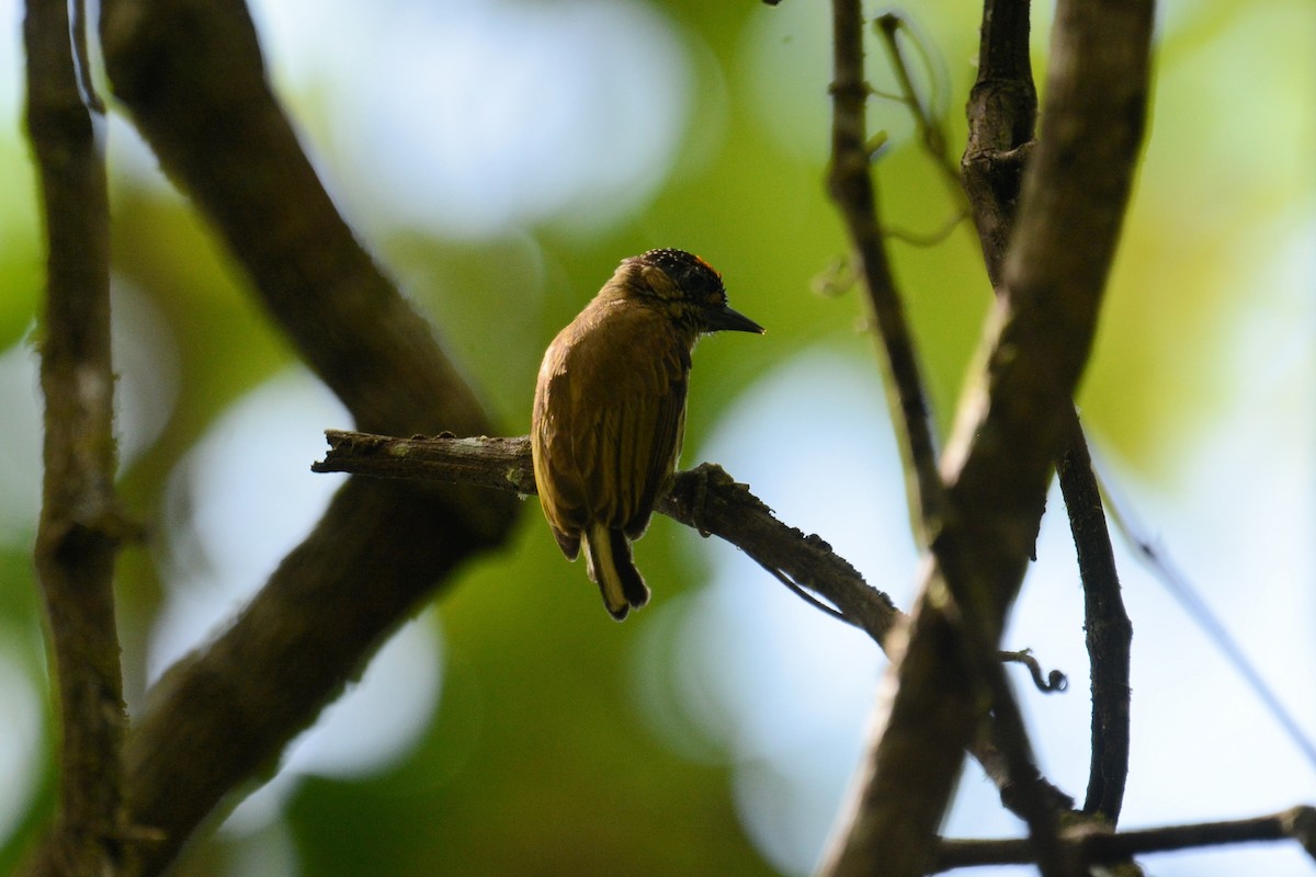 Olivaceous Piculet - ML514357711