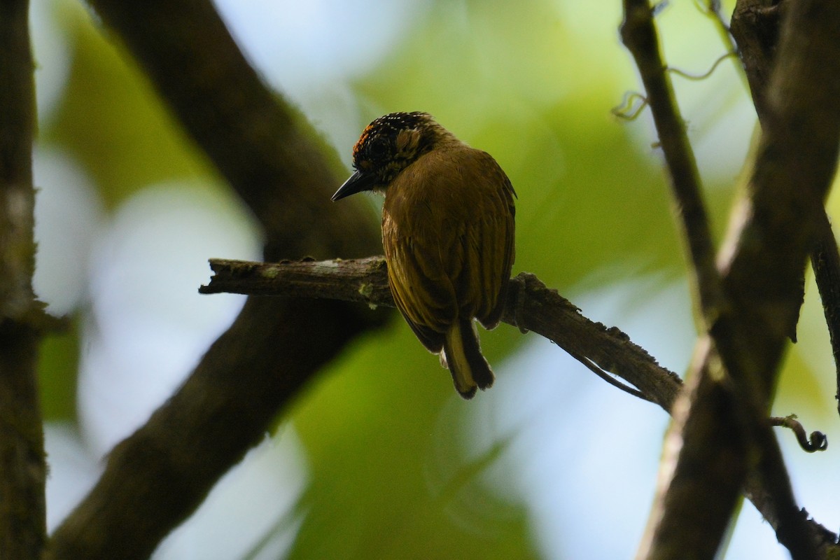 Olivaceous Piculet - ML514357731