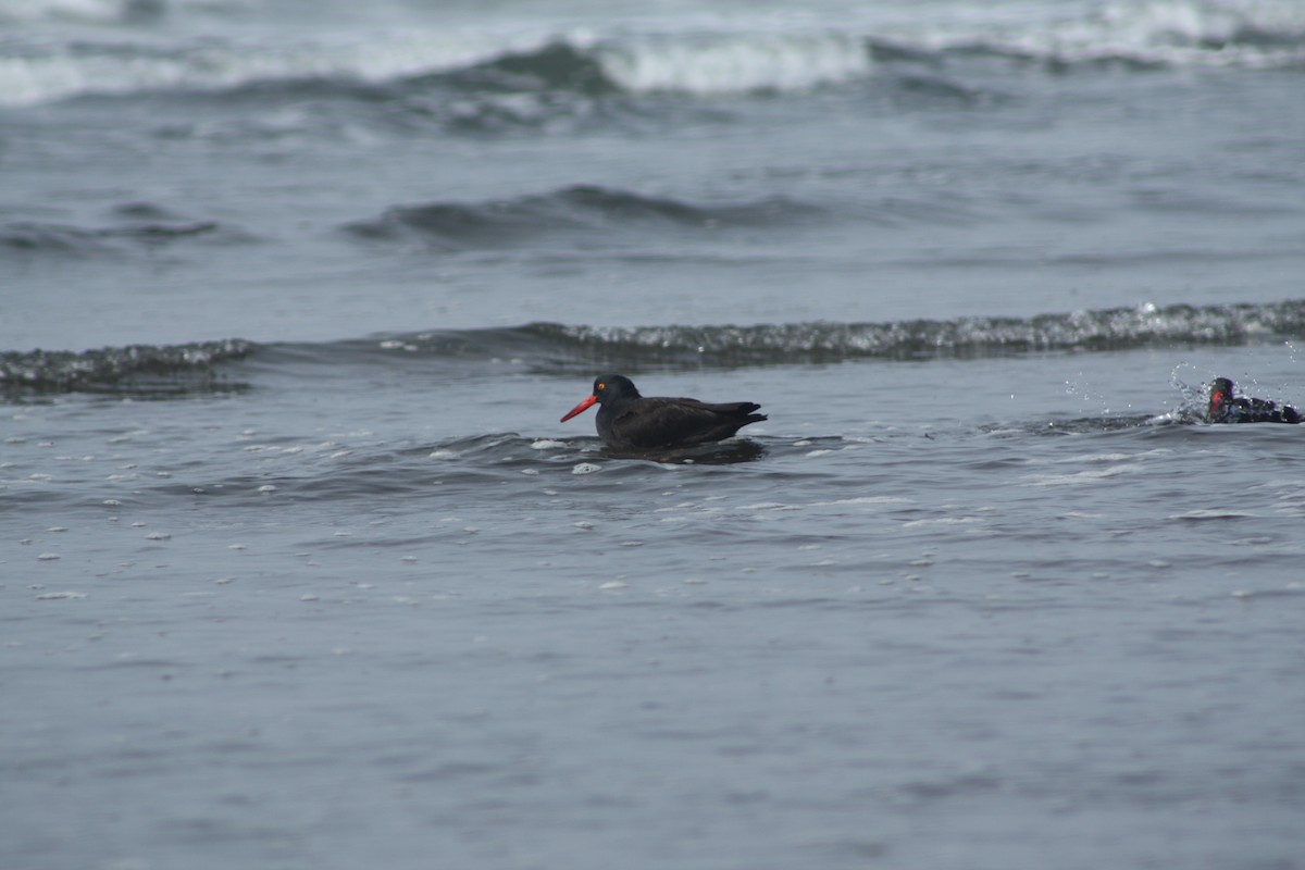 Black Oystercatcher - ML514358091