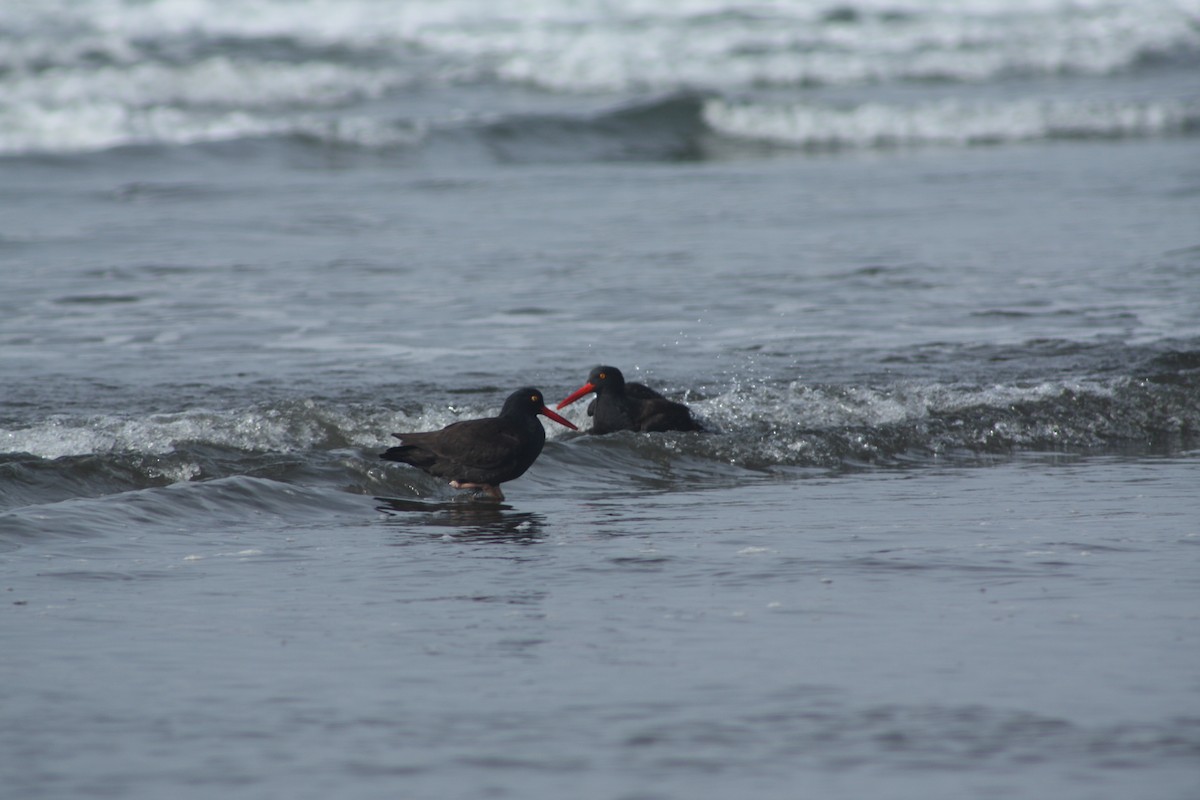 Black Oystercatcher - ML514358101