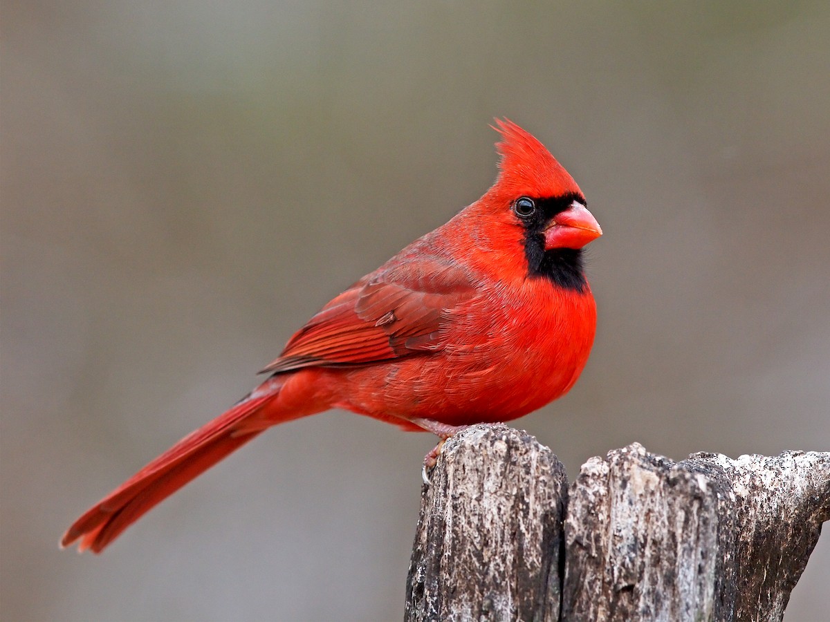 Northern Cardinal - ML514358521