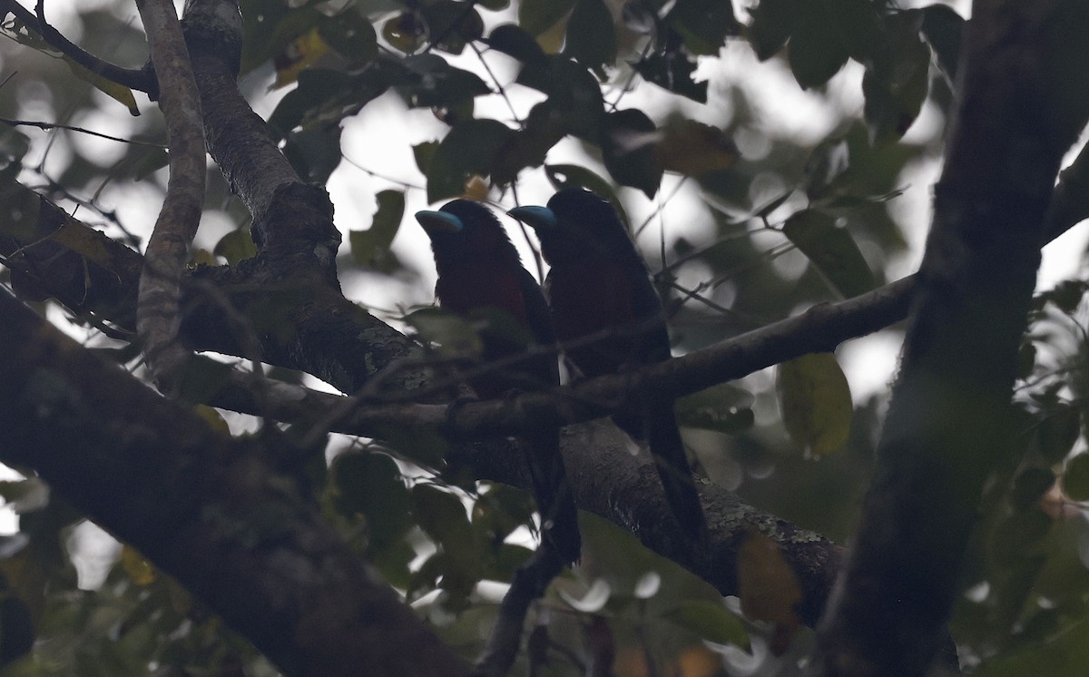 Black-and-red Broadbill (Black-and-red) - Paul Chapman