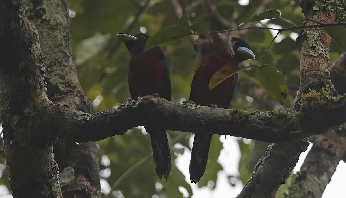 Black-and-red Broadbill (Black-and-red) - Paul Chapman