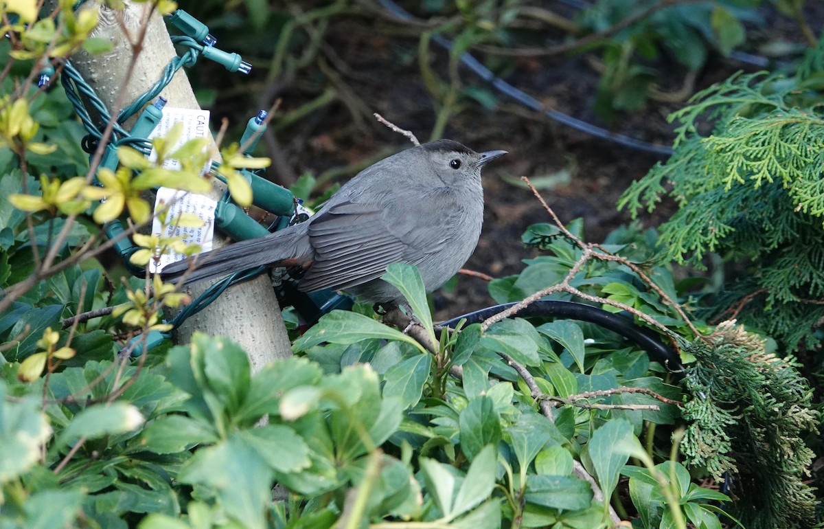 Gray Catbird - ML514359801