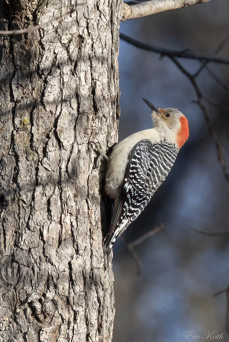 Red-bellied Woodpecker - ML514359871