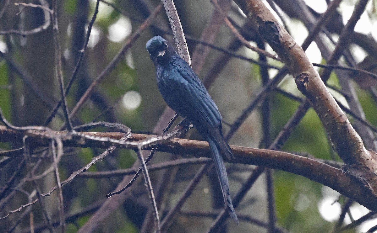 Bronzed Drongo - Paul Chapman