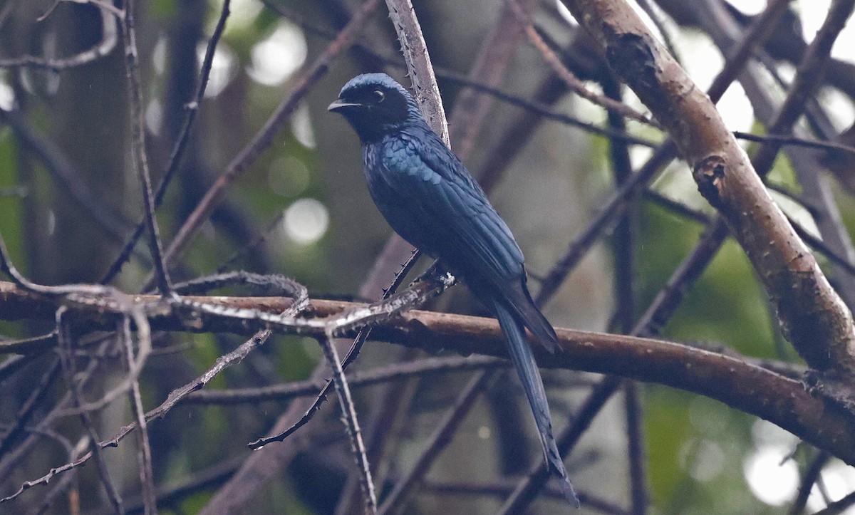 Bronzed Drongo - Paul Chapman