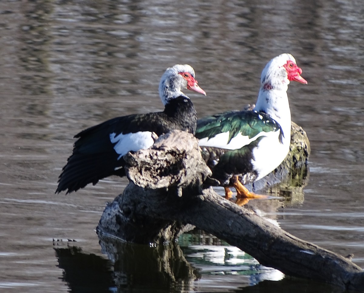 Muscovy Duck (Domestic type) - Jerry Rogers